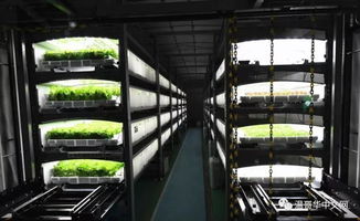 菜價飆升不用愁 地下種工廠如何實現“無需清洗隨便吃”